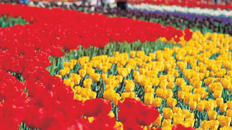 Vivid rows of red, yellow, purple, and white tulips in full bloom brighten Canberra, ideal for a scenic day trip from Sydney.
