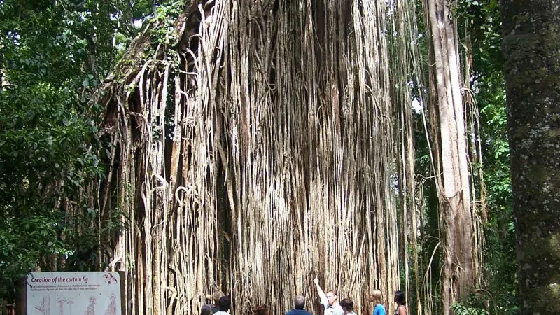 Curtain Fig Tree East Barron near Yungaburra, Tablelands Region