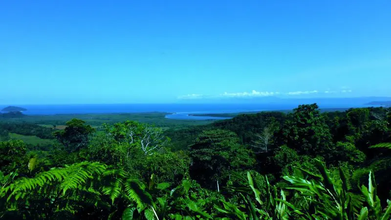 Breathtaking Daintree rainforest with dense green foliage, stunning ocean views, and a top-rated small group Cape Tribulation tour experience.