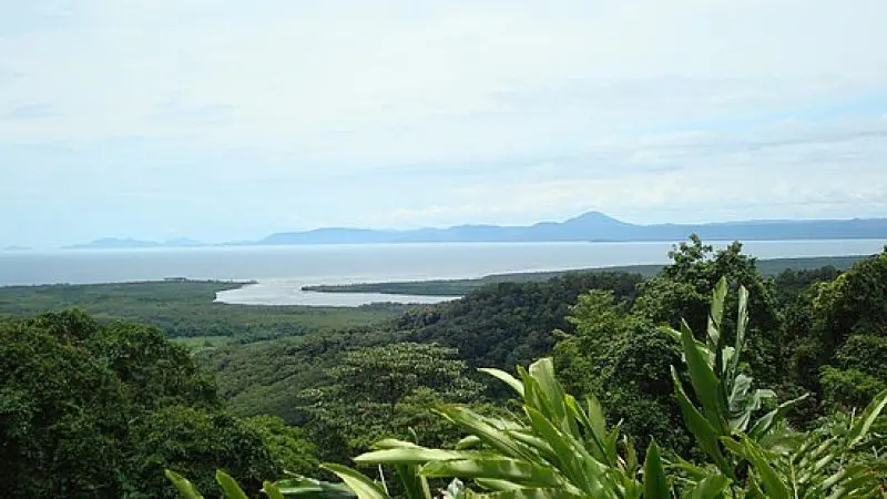 Vibrant Daintree rainforest where a crystal-clear river flows into the sea, captured on a premium Cape Tribulation small group tour.
