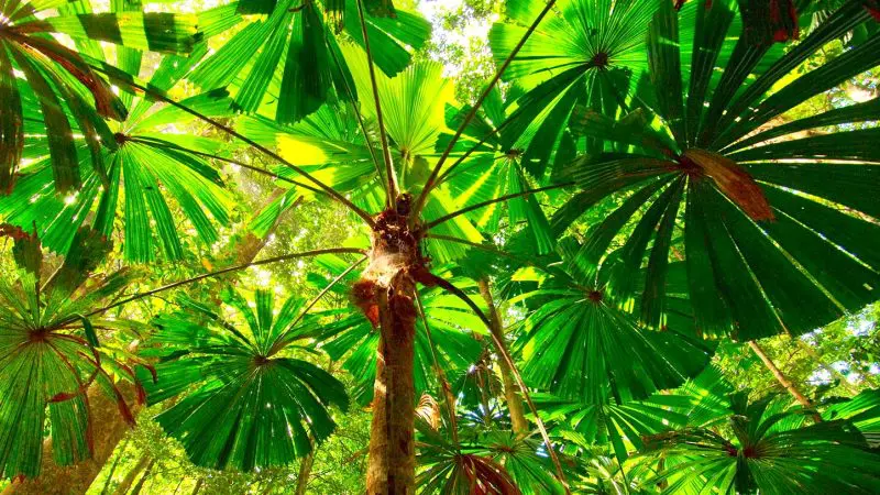 Beneath lush, sunlit palm leaves in Daintree Rainforest on a premium Cape Tribulation day tour—tropical canopy view.