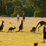 Kangaroos grazing in a sunlit Grampians field while two tourists explore the scenic trees on a top-rated Day Tour experience.