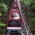 Red glass-roofed funicular train climbs a steep Blue Mountains track, surrounded by lush green forest on a 1 Day tour adventure.