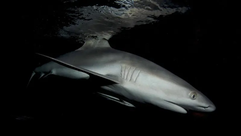 Shark swimming in the dark