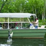 Hartleys Zootastic 5 tour guide feeds a leaping crocodile in lush greenery as tourists observe, crocodile feeding wildlife attraction.