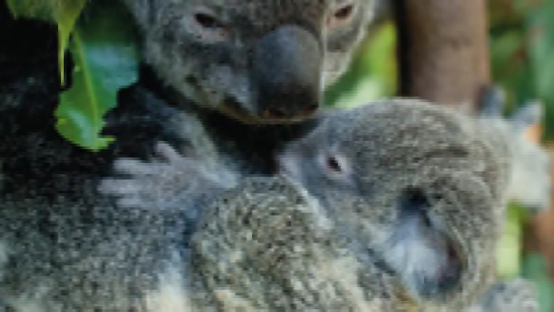 Adult koala cuddling baby koala among lush green eucalyptus trees at Kuranda Koala Gardens Park Entrance, Queensland, Australia.