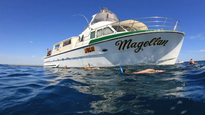 Tour group snorkelling by Magellan on Full Day Whale Shark and Humpback Sea Life Tour, close to majestic marine wildlife in clear water.