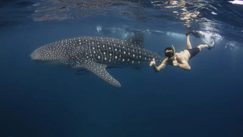 Snorkeller giving two thumbs up next to massive whale shark during Ultimate Whale Shark and Humpback Sea Life Tour adventure experience.