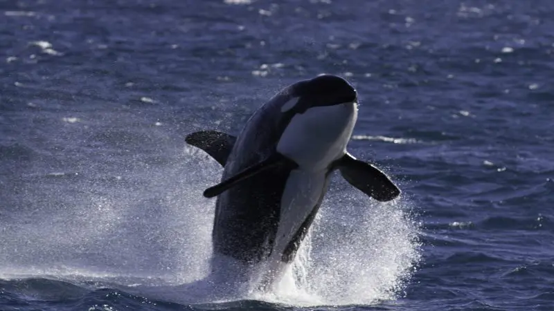 Spectacular orca breaching during Kings Ningaloo Reef Tours’ Full Day Whale Shark and Humpback Interaction Sea Life adventure tour.