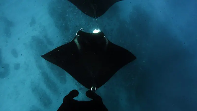 Experience the awe of five majestic manta rays gliding in formation at Ningaloo Reef on a Kings Ningaloo Reef Tours adventure.