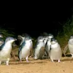 Little penguins gather on a sandy trail during the iconic Penguin Parade Half Day Tour, a top wildlife experience in Australia.