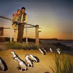 Experience the Penguin Parade Half Day Tour as a couple watch adorable penguins stroll along the sunset beach behind a safety barrier.