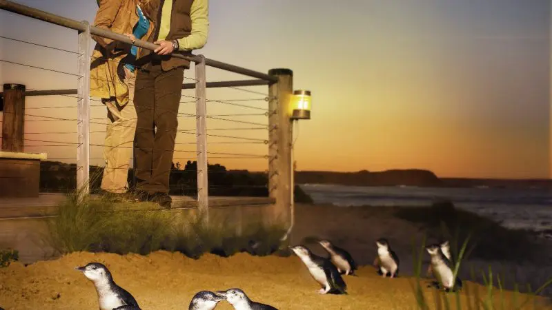 Experience the Penguin Parade Half Day Tour as a couple watch adorable penguins stroll along the sunset beach behind a safety barrier.