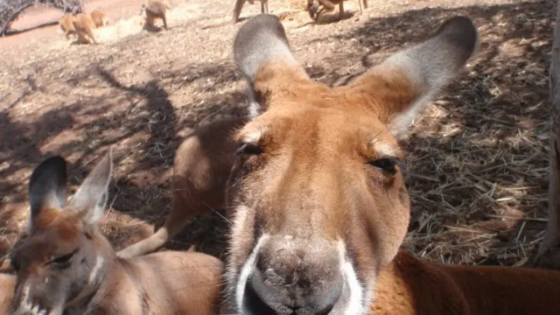 Detailed close-up of a kangaroo’s face with a group in the background during an 8 Day Perth to Exmouth Return Tour in Western Australia.