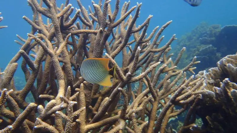 Vibrant tropical fish glide through lush coral reefs, evoking unforgettable scenes from a Perth to Exmouth reef tour adventure.