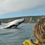 A majestic whale breaches close to a tour boat as a person in a yellow jacket observes during a Great Beach Drive Adventure.