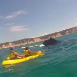 Adventurers dolphin kayak near a surfacing whale amid dramatic cliffs and clear blue sky on the Great Beach Drive Adventure, Australia.