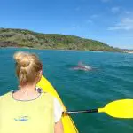 Dolphin kayaking in crystal blue waters by a lush green island under sunny skies on the scenic Great Beach Drive Adventure.