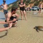 Tourists at Rainbow Beach capture photos of a turtle in crystal-clear shallows near 4WD vehicles after a Great Beach Drive tour.