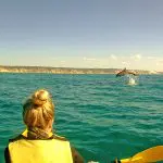 Experience kayaking near Rainbow Beach as a dolphin leaps by scenic cliffs under clear skies on the iconic Great Beach Drive adventure.