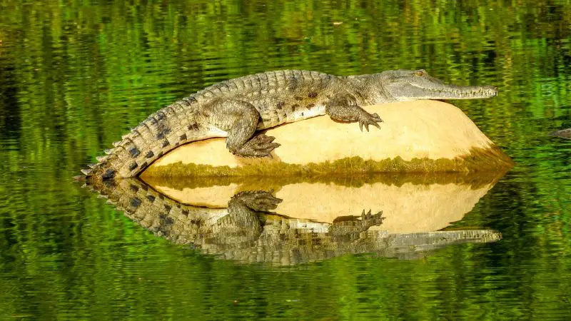 A camouflaged crocodile lounges on a rocky outcrop during the 10 Day Broome to Darwin Kimberley tour adventure experience.