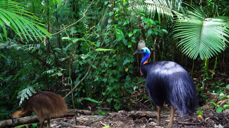 A vibrant blue-skinned, black-feathered cassowary stands in the lush Daintree Rainforest during a Day Tour Waterfall Wander adventure.