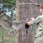 Uniformed woman expertly trains majestic owl mid-flight, capturing adventure akin to a Phillip Island Penguin Parade Day Tour.