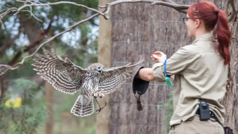 Uniformed woman expertly trains majestic owl mid-flight, capturing adventure akin to a Phillip Island Penguin Parade Day Tour.