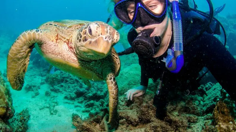 A scuba diver explores the Aquaquest Outer Reef with a sea turtle, surrounded by colourful coral and abundant marine life.
