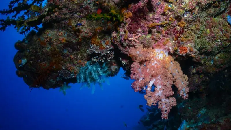 Vibrant coral reef teeming with soft corals and sponges on a Seaquest Outer Reef Day Trip, set in a vivid, deep blue ocean.
