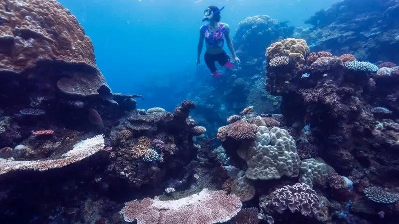 A diver enjoys the Aquaquest Outer Reef Intro Dive Special, exploring vibrant coral reefs teeming with diverse marine life.