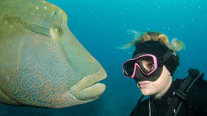 A scuba diver in Aquaquest Outer Reef gear encounters a giant, boldly patterned fish underwater, both observing each other intently.
