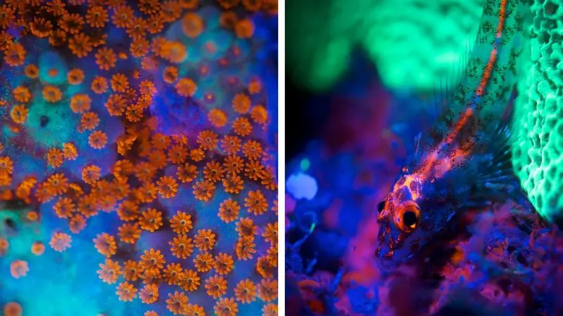Vibrant close-up of glowing coral polyps and a colourful fish in pristine reefs during a 6 Day 4D 3N Liveaboard PADI Open Water dive.