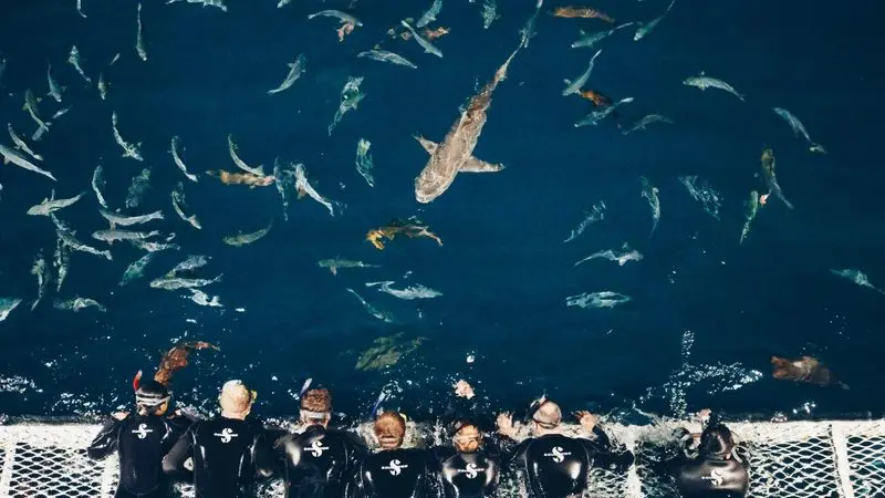 Seven snorkellers in wetsuits explore deep blue ocean, watching sharks and fish during a PADI Open Water Course 2 adventure tour.