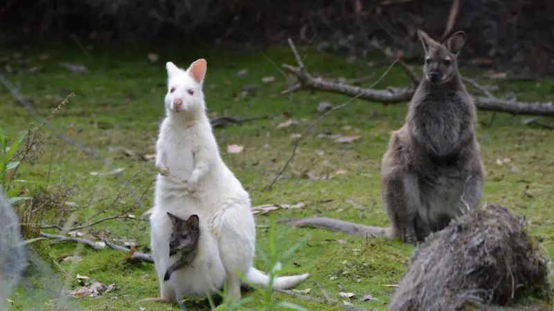 Rare white kangaroo with joey next to brown kangaroo on lush green grass, seen during a Bruny Island Day Tour in Tasmania, Australia.