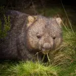 Wombat in lush tall grass at Wilsons Promontory, facing camera and eating, on a guided 1 Day Tour in Australia’s scenic park.