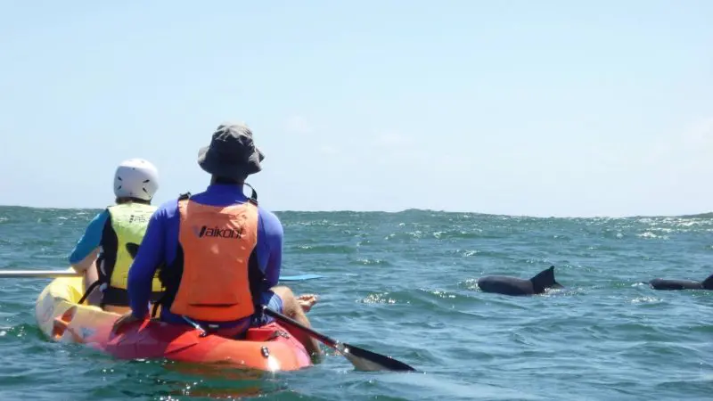 Two people kayaking in Byron Bay paddle close to playful dolphins swimming at the ocean’s surface on a guided Sea Kayak Tour.