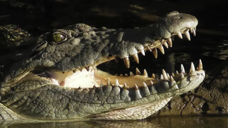 Close-up of a crocodile opening its jaws wide, captured on a 1 Hour Daintree River Cruise, highlighting sharp teeth and rugged skin.