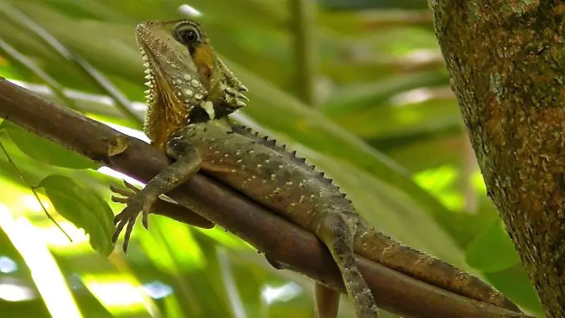 Spiky-scaled lizard perched on a tree branch, observed during a 1 Hour Daintree River Cruise in Australia’s tropical rainforest.