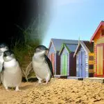 Phillip Island Penguin Parade: penguins on golden sand near vibrant beach huts under a blue sky, experiencing top wildlife tour.