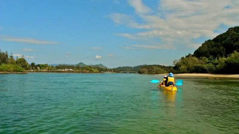 Experience the Brunswick River Nature Tour as two kayakers glide along tranquil waters surrounded by lush greenery and clear blue skies.
