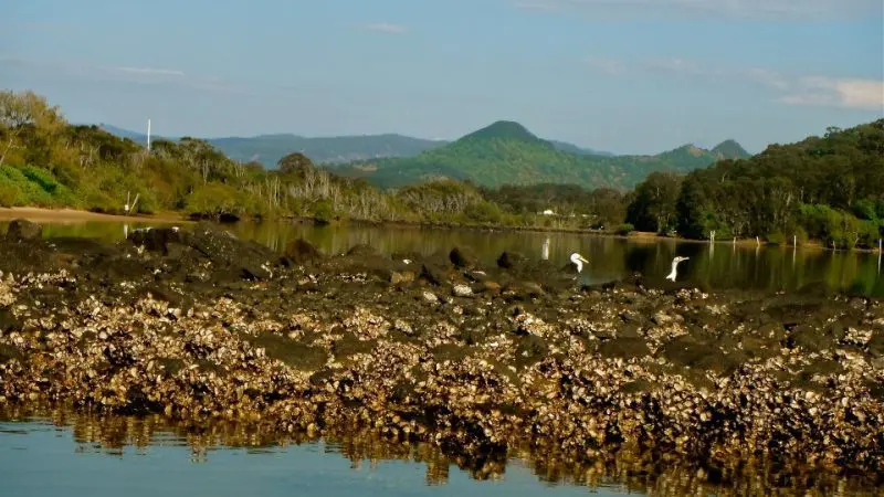 Scenic rocky shoreline with two white birds by tranquil waters and majestic mountains, ideal for Brunswick River Nature Tour adventures.