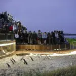 Tourists watch the famous Phillip Island Penguin Parade at dusk through glass walls during a Half-day tour, enjoying close-up views.