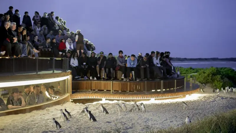 Tourists watch the famous Phillip Island Penguin Parade at dusk through glass walls during a Half-day tour, enjoying close-up views.