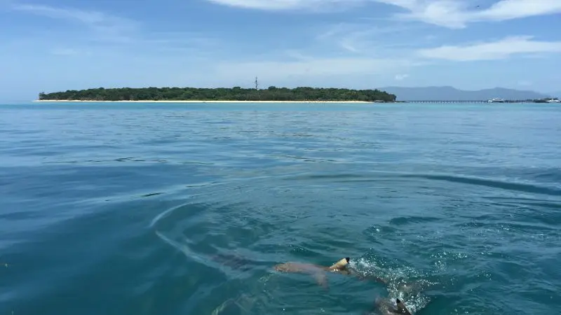 sharks in the ocean at Great Barrier Reef