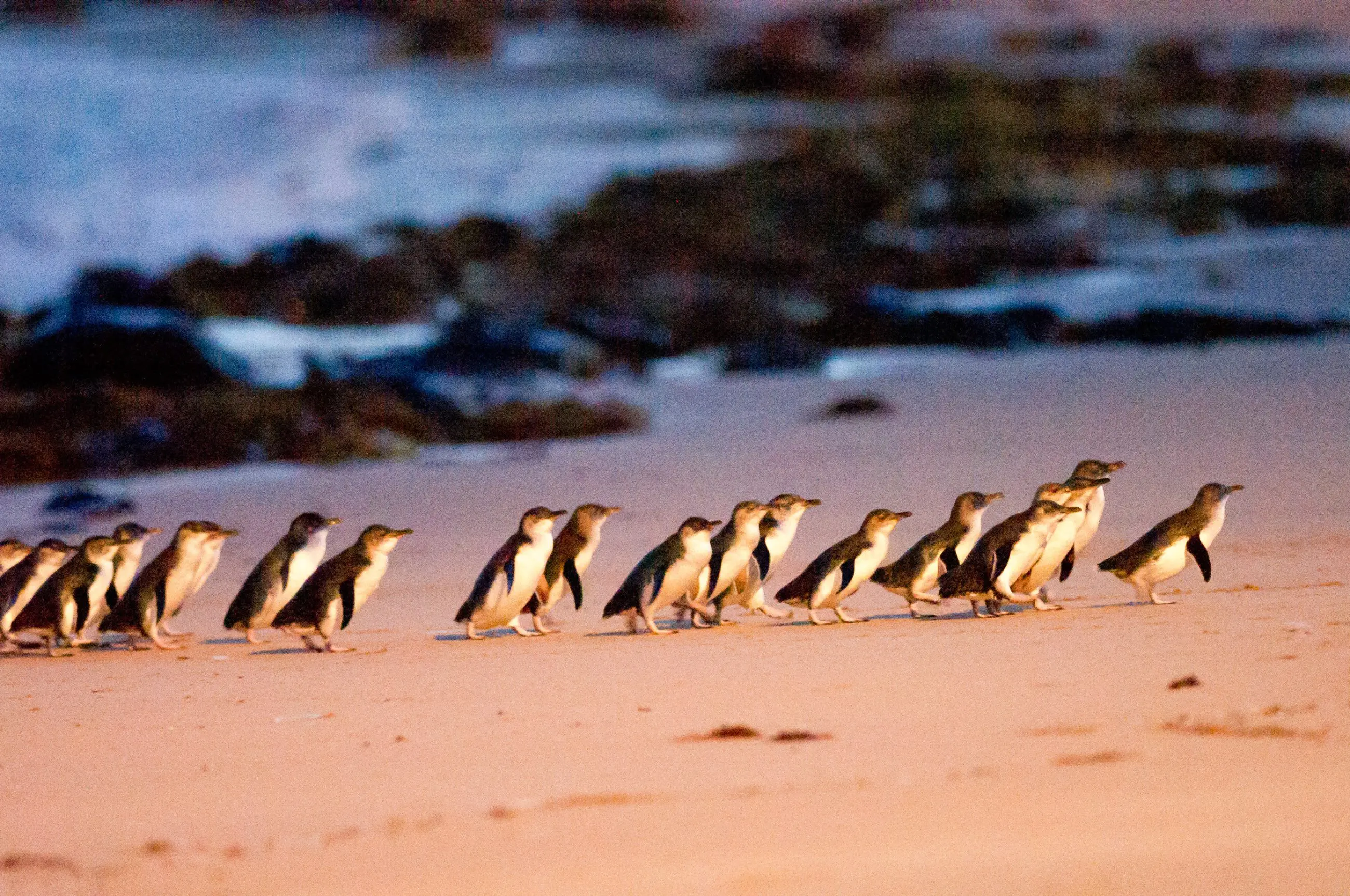 Experience adorable little penguins waddling across Phillip Island’s sandy beach at sunset during the famous Penguin Parade Tour.