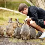 Tour guest crouches to hand-feed wallabies outdoors during the 1 Day Phillip Island Penguin Parade Eco Tour with Go West Tours.