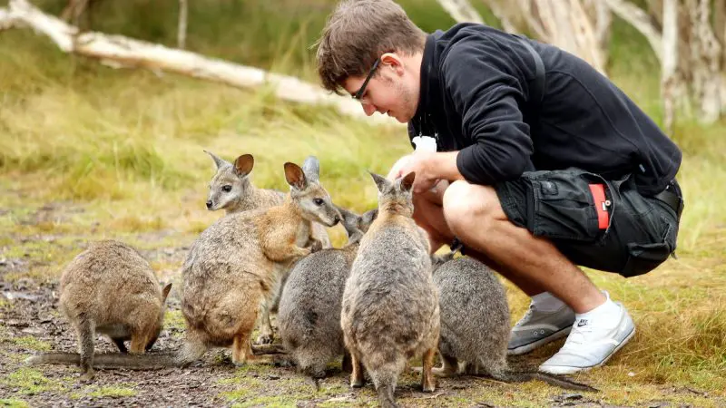Tour guest crouches to hand-feed wallabies outdoors during the 1 Day Phillip Island Penguin Parade Eco Tour with Go West Tours.