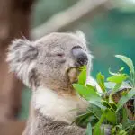 Koala enjoying eucalyptus leaves with eyes closed amid lush greenery on Phillip Island Penguin Parade Eco Tour, Australian wildlife.