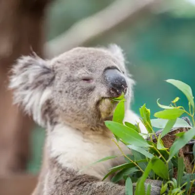 A relaxed koala with closed eyes savours eucalyptus leaves outdoors, capturing the essence of adventure travel in Australia.